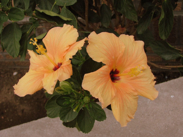 Róża chińska, czyli ketmia róża chińska (Hibiskus rosa-sinensis) #roze