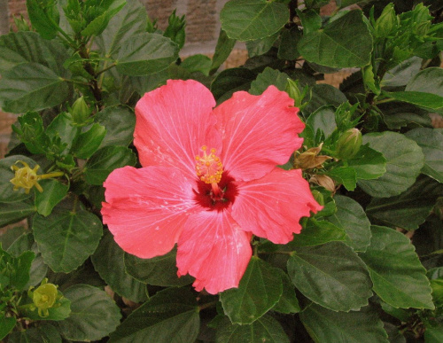 Róża chińska, czyli ketmia róża chińska (Hibiskus rosa-sinensis) #roze