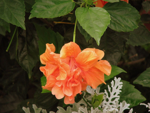 Róża chińska, czyli ketmia róża chińska (Hibiskus rosa-sinensis) #roze