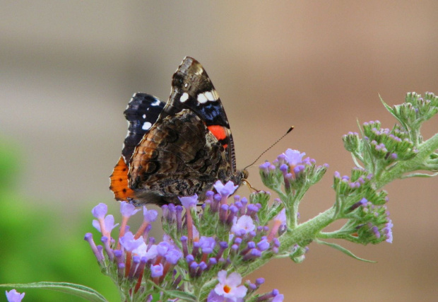 Indian red admiral (Vanessa vulcania) #motyle