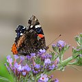 Indian red admiral (Vanessa vulcania) #motyle