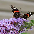 Indian red admiral (Vanessa vulcania) #motyle