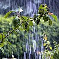 Straszna ulewa w moim ogródku :) Może jakość nie najlepsza, ale nie jest łatwo sfotografować deszcz :) #deszcz