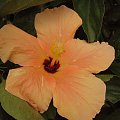 Róża chińska, czyli ketmia róża chińska (Hibiskus rosa-sinensis) #roze