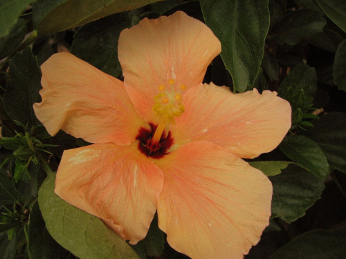 Róża chińska, czyli ketmia róża chińska (Hibiskus rosa-sinensis) #roze