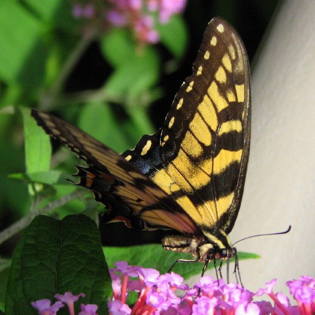 Paź królowej (Papilio machaon) #motyle