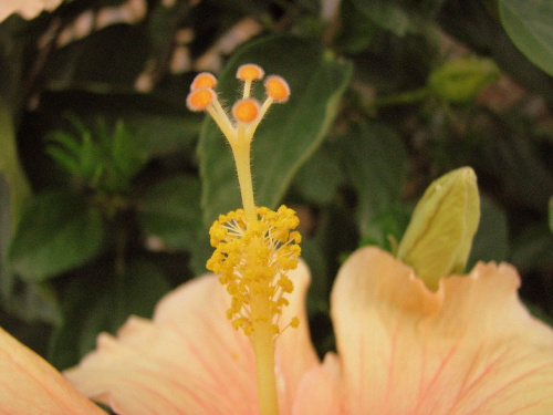 Róża chińska, czyli ketmia róża chińska (Hibiskus rosa-sinensis) #roze