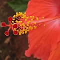 Róża chińska, czyli ketmia róża chińska (Hibiskus rosa-sinensis) #roze