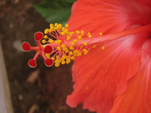 Róża chińska, czyli ketmia róża chińska (Hibiskus rosa-sinensis) #roze