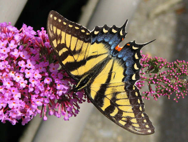 Paź królowej (Papilio machaon) #motyle