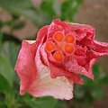 Róża chińska, czyli ketmia róża chińska (Hibiskus rosa-sinensis) #roze