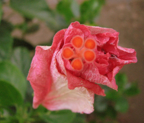 Róża chińska, czyli ketmia róża chińska (Hibiskus rosa-sinensis) #roze