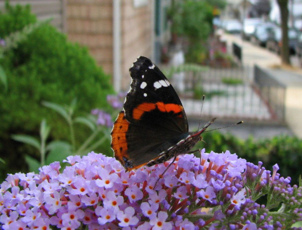 Indian red admiral (Vanessa vulcania) #motyle