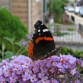 Indian red admiral (Vanessa vulcania) #motyle