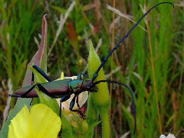 złapany z lotu rowerem - Wonica piżmówka
(Aromia moschata) #owad #przyroda