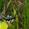 złapany z lotu rowerem - Wonica piżmówka
(Aromia moschata) #owad #przyroda
