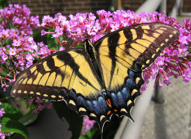 Paź królowej (Papilio machaon) #motyle