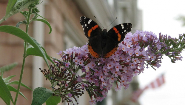 Indian red admiral (Vanessa vulcania) #motyle