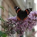 Indian red admiral (Vanessa vulcania) #motyle