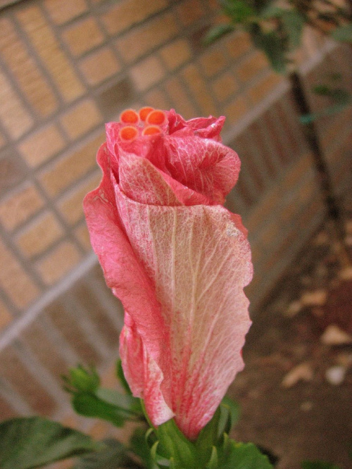 Róża chińska, czyli ketmia róża chińska (Hibiskus rosa-sinensis) #roze