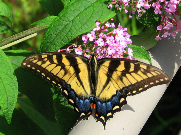 Paź królowej (Papilio machaon) #motyle