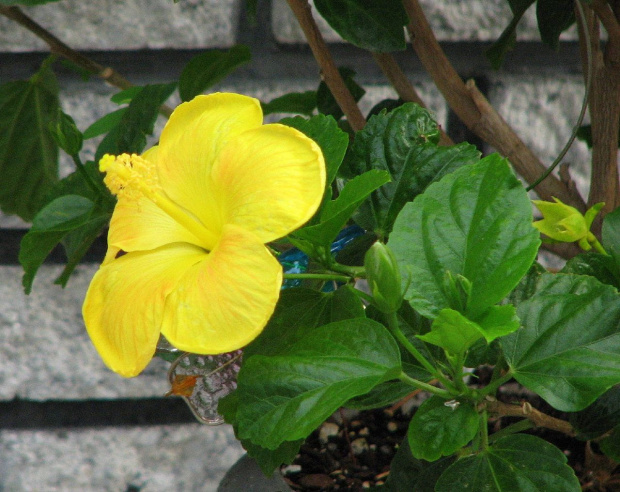 Róża chińska, czyli ketmia róża chińska (Hibiskus rosa-sinensis) #roze