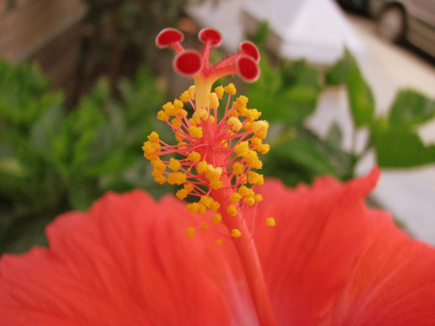 Róża chińska, czyli ketmia róża chińska (Hibiskus rosa-sinensis) #roze