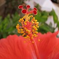 Róża chińska, czyli ketmia róża chińska (Hibiskus rosa-sinensis) #roze