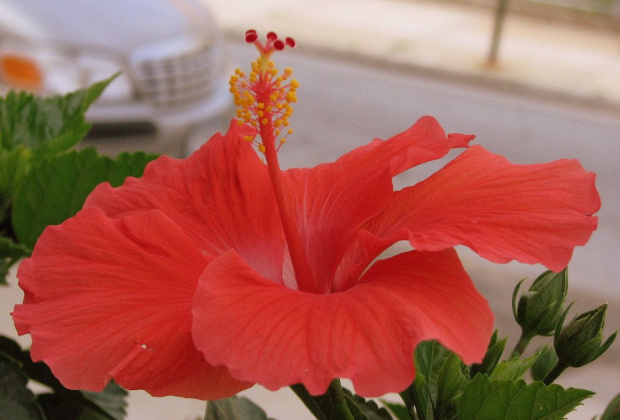 Róża chińska, czyli ketmia róża chińska (Hibiskus rosa-sinensis) #roze