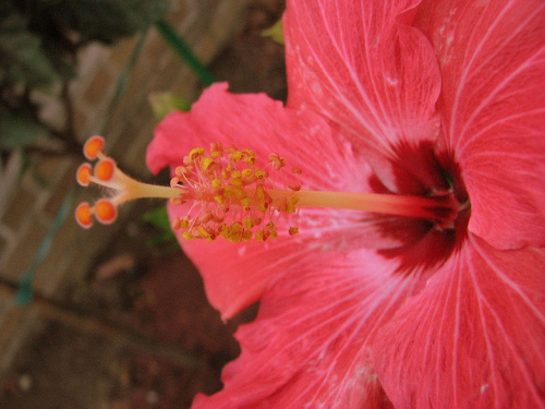 Róża chińska, czyli ketmia róża chińska (Hibiskus rosa-sinensis) #roze