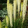 Kniphofia 'Little Maid'