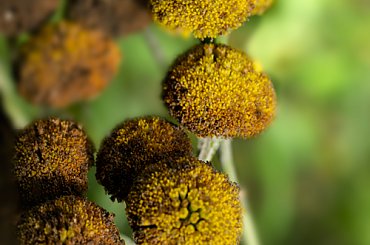 Wszystko przekwita i jesien wita:) #jesien #macro #przyroda