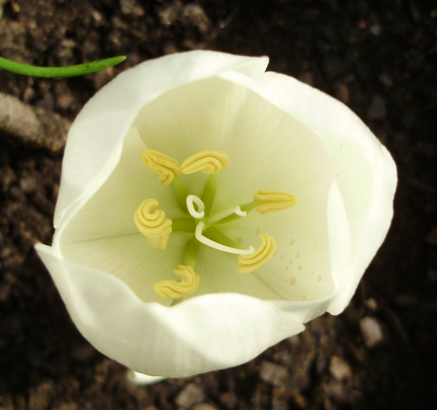 Colchicum speciosum 'Album' ?