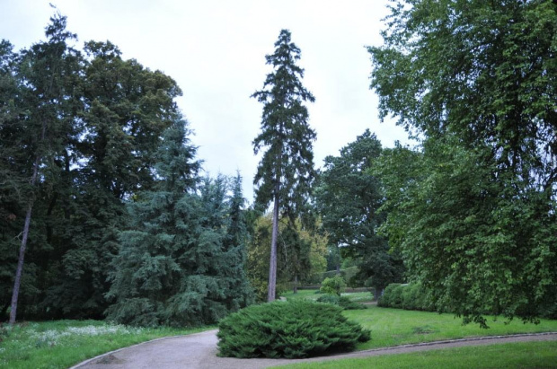 Park dębowy w Rogalinie