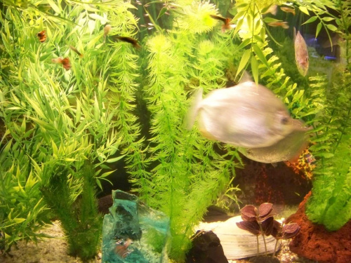 moje akwarium #ryby #akwarium