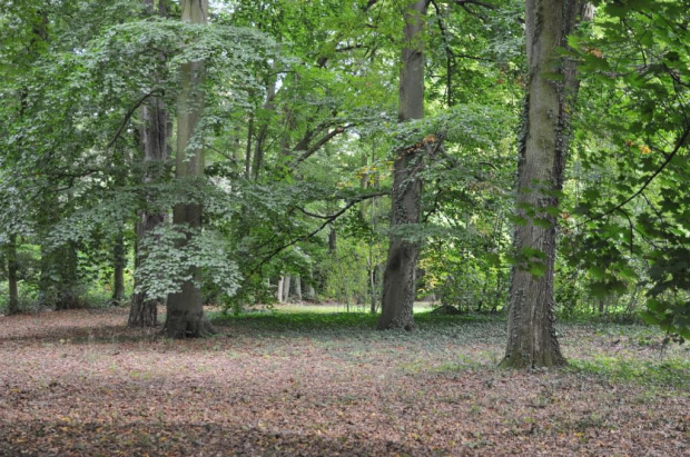 Park Arboretum w Kórniku