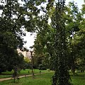 Park Arboretum w Kórniku