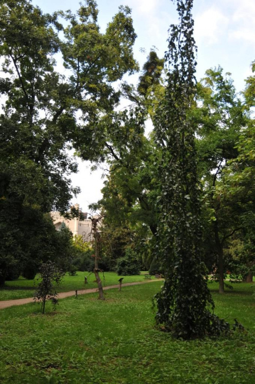 Park Arboretum w Kórniku