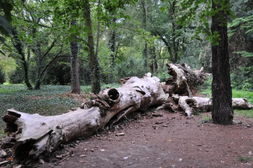 Park Arboretum w Kórniku