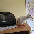 Gołąbek sierpówka - pomoc biurowa :)