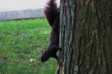 wiewiorki w parku #wiewiorki #park