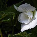 Begonia. #kwiaty #ogrody #begonia