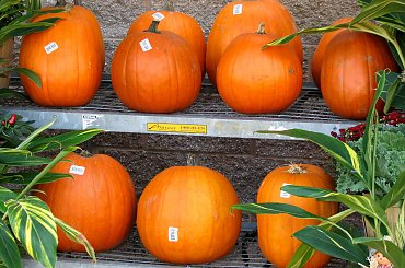 Jesienne nastroje #kanny #roze #cisy #dynie #chryzantemy