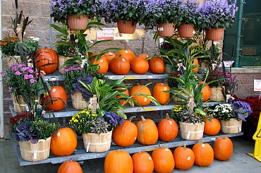 Jesienne nastroje #kanny #roze #cisy #dynie #chryzantemy