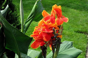 Jesienne nastroje #kanny #roze #cisy #dynie #chryzantemy