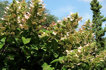 Jesienne nastroje #kanny #roze #cisy #dynie #chryzantemy