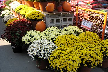 Jesienne nastroje #kanny #roze #cisy #dynie #chryzantemy