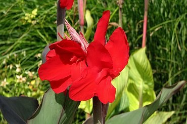 Jesienne nastroje #kanny #roze #cisy #dynie #chryzantemy