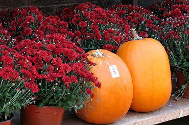 Jesienne nastroje #kanny #roze #cisy #dynie #chryzantemy