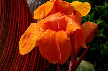 Jesienne nastroje #kanny #roze #cisy #dynie #chryzantemy